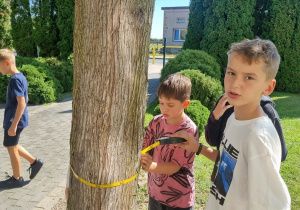 Uczniowie wykonujący pomiary grubości pnia