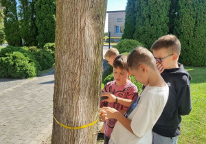 Uczniowie wykonujący pomiary grubości pnia
